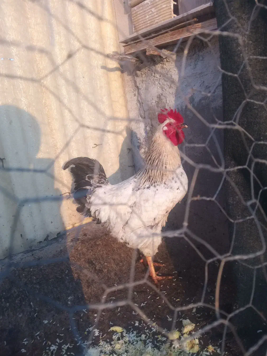 خروس|حیوانات مزرعه|الوند, |دیوار