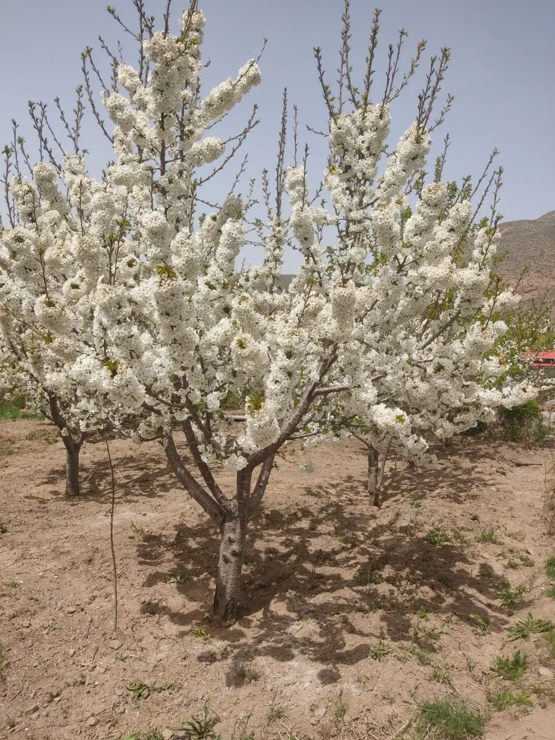 باغ ده ساله|فروش زمین و ملک کلنگی|هیر, |دیوار