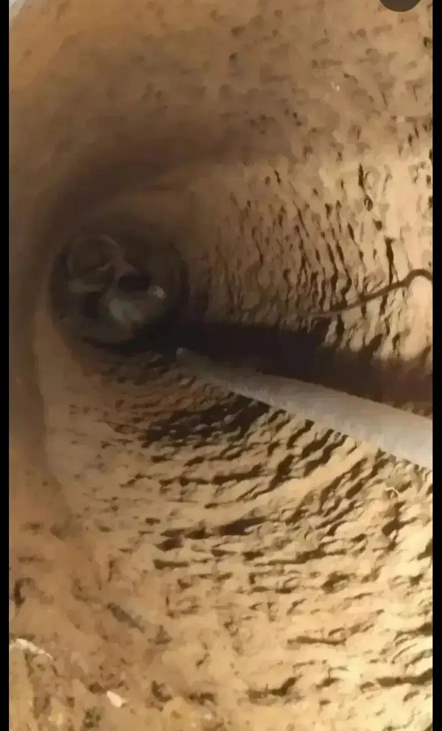 چاه کنی|خدمات پیشه و مهارت|یزد, |دیوار