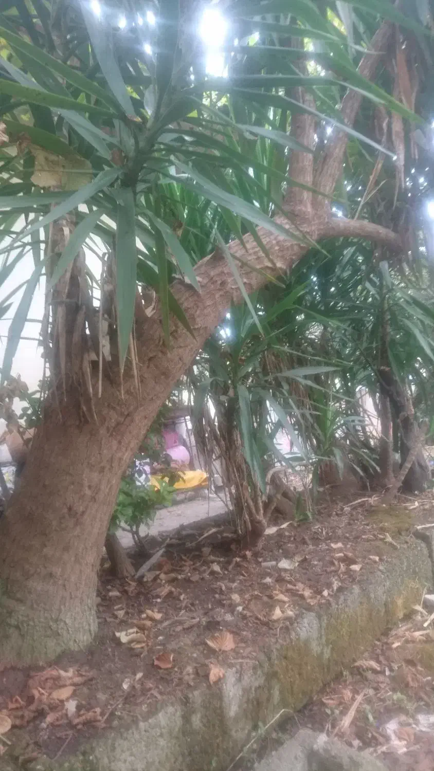 یوکا درختی تنومند|گل و گیاه طبیعی|املش, |دیوار