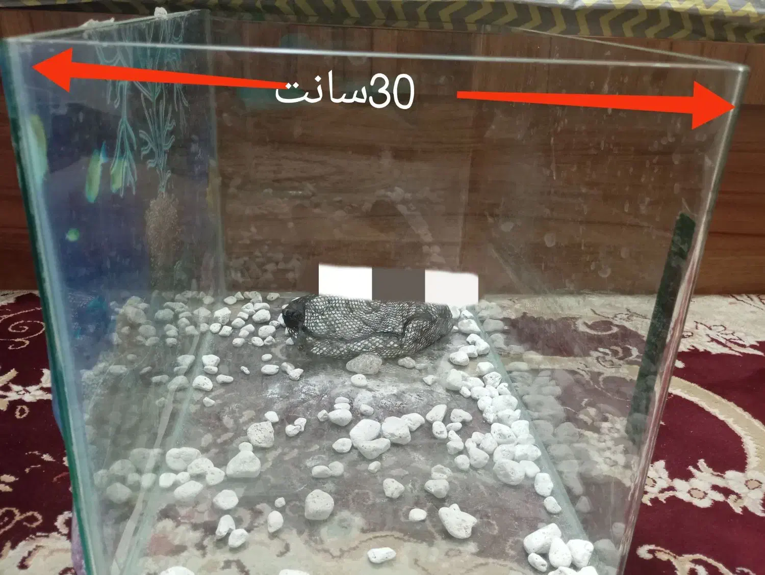 آکواریوم|ماهی|شیراز, دشت چنار|دیوار