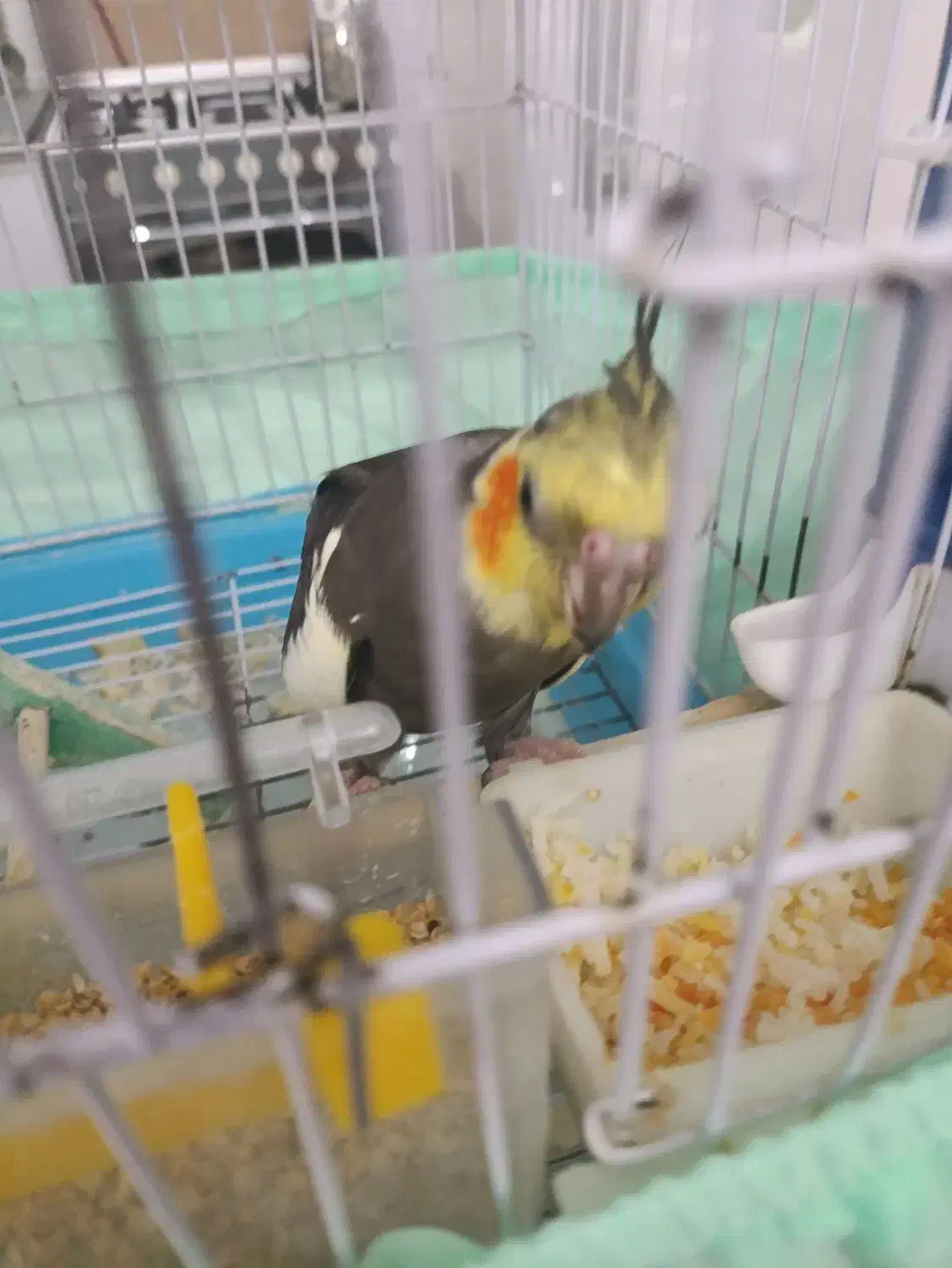 عروس هلندی نیمه اهلی|پرنده|تبریز, |دیوار