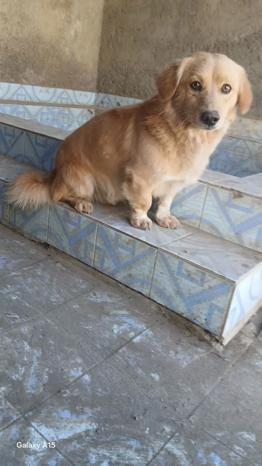 سگ پاکوتاه|سگ|مشهد, میان ولایت|دیوار