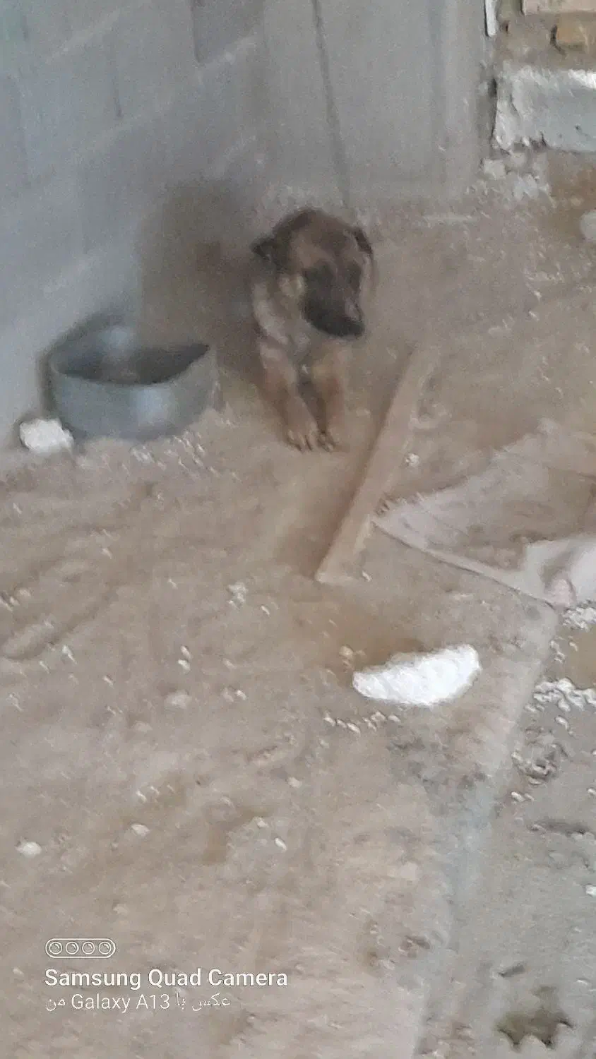 سگ ژرمن یک ساله|سگ|بجنورد, |دیوار