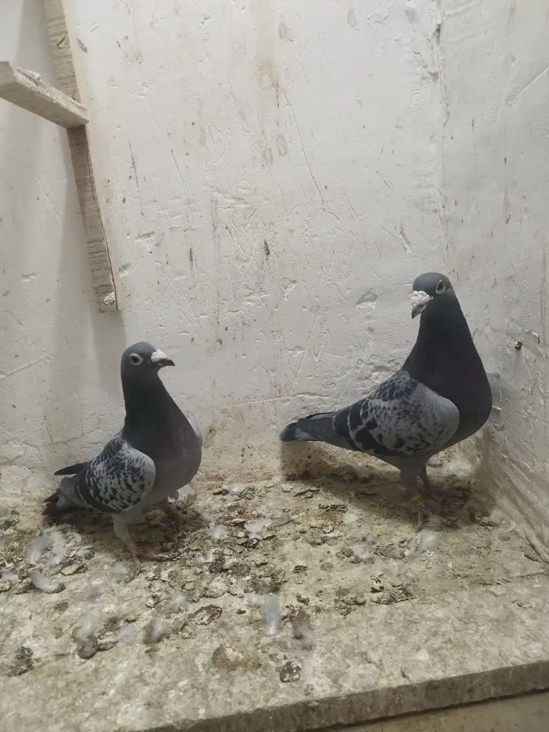 کفتر پلاکی|پرنده|زرند, |دیوار