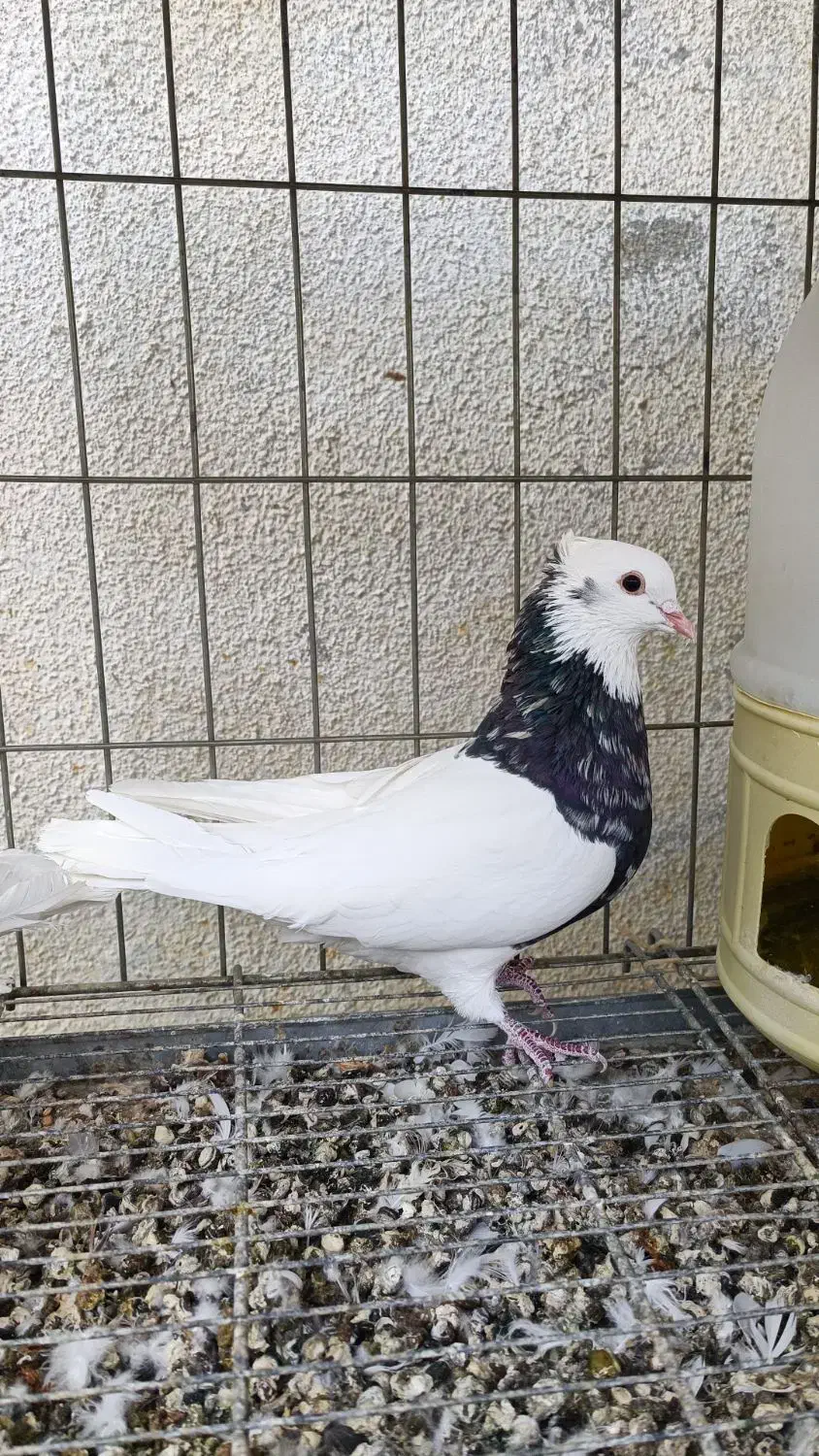 طوقی|پرنده|جم, |دیوار