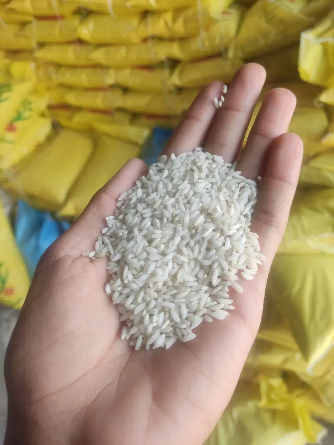 برنج عنبر بو خوزستان|عمده‌فروشی|کرخه, |دیوار