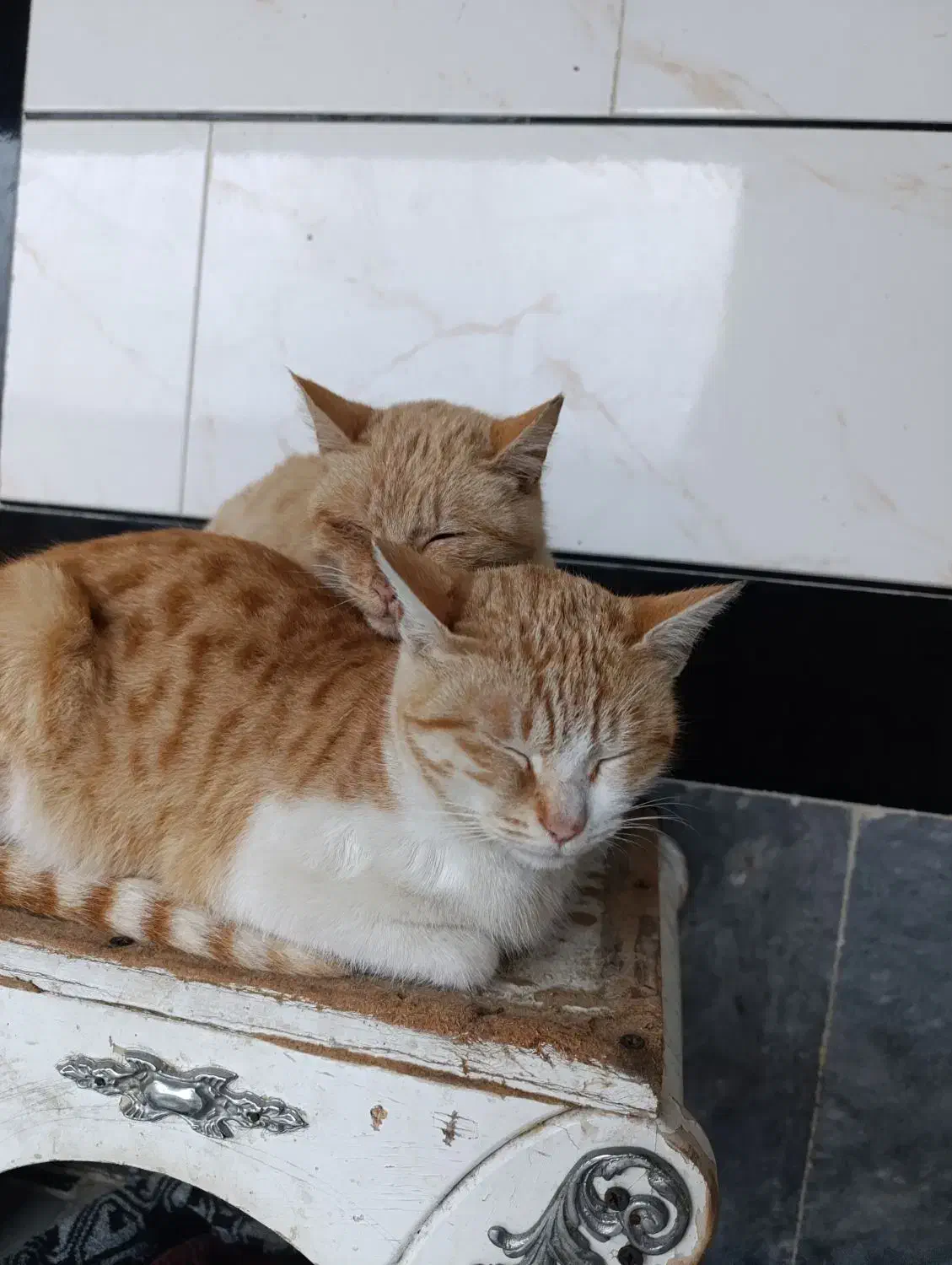 واگذاری رایگان گربه|گربه|مینودشت, |دیوار