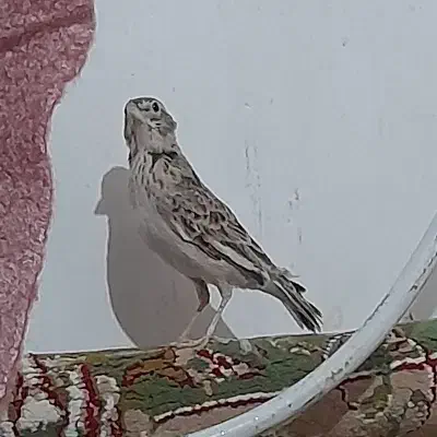 سهره نر دو عدد|پرنده|مشهد, شهید معقول|دیوار