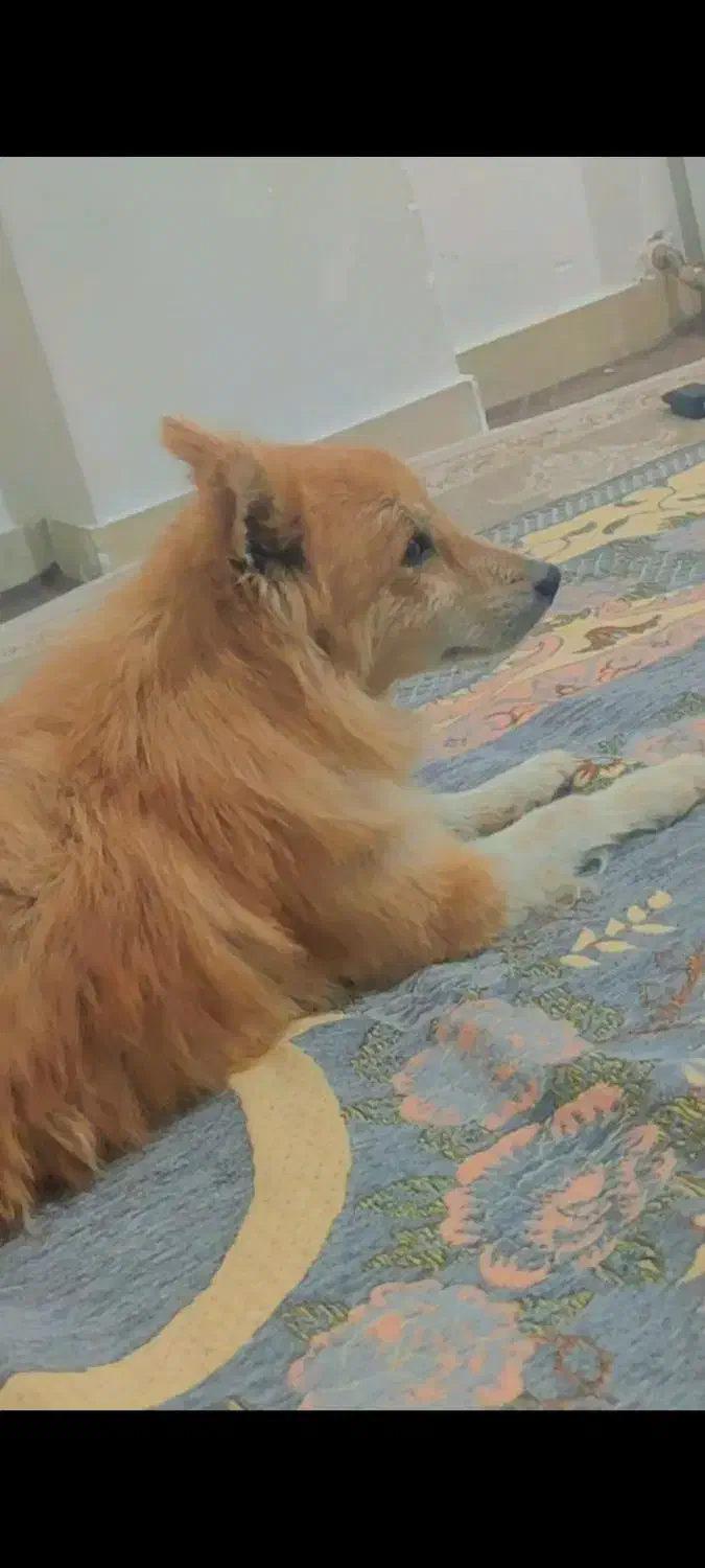 سگ نژاد پامرشپیتز|سگ|دیواندره, |دیوار