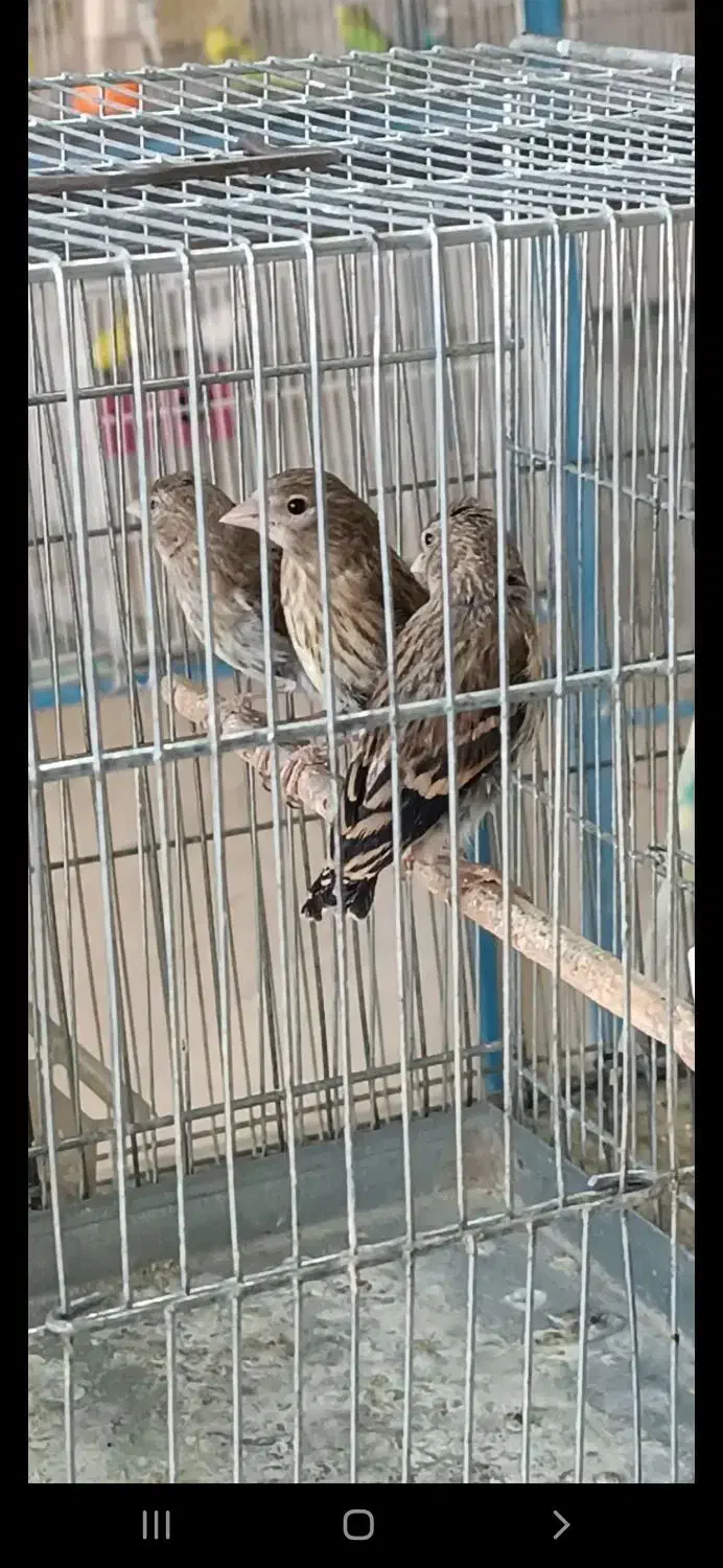 جوجه سهره قناری تازه دون خور|پرنده|سبزوار, باهنر|دیوار