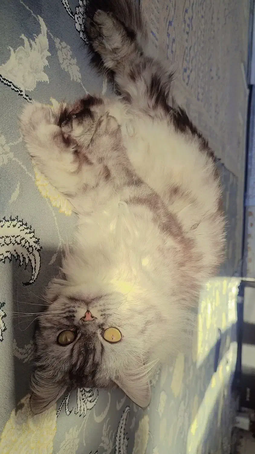 گربه خانگی|گربه|پیرانشهر, |دیوار