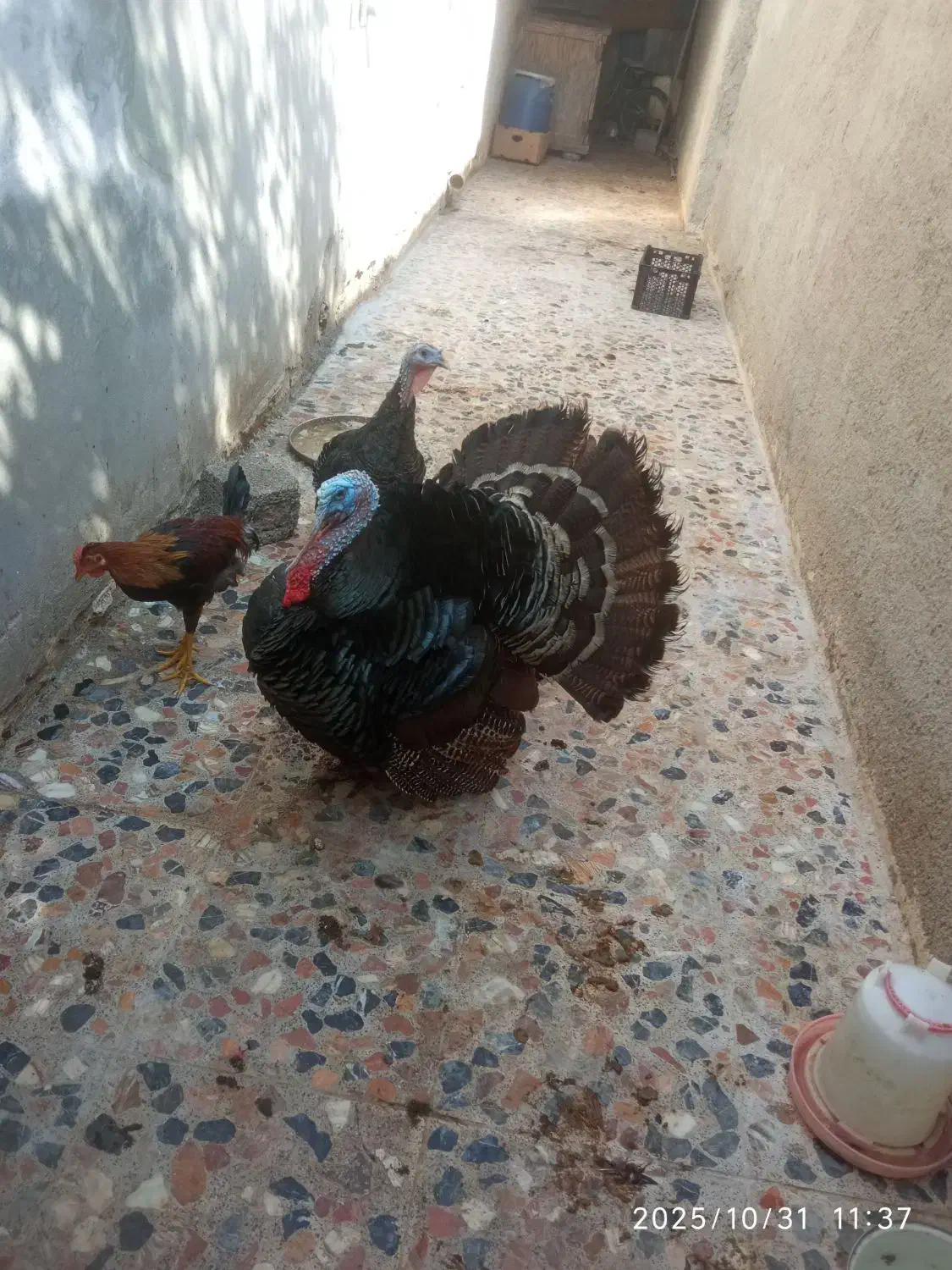 یک جفت بوقلمون اصل|حیوانات مزرعه|بندر گناوه, |دیوار