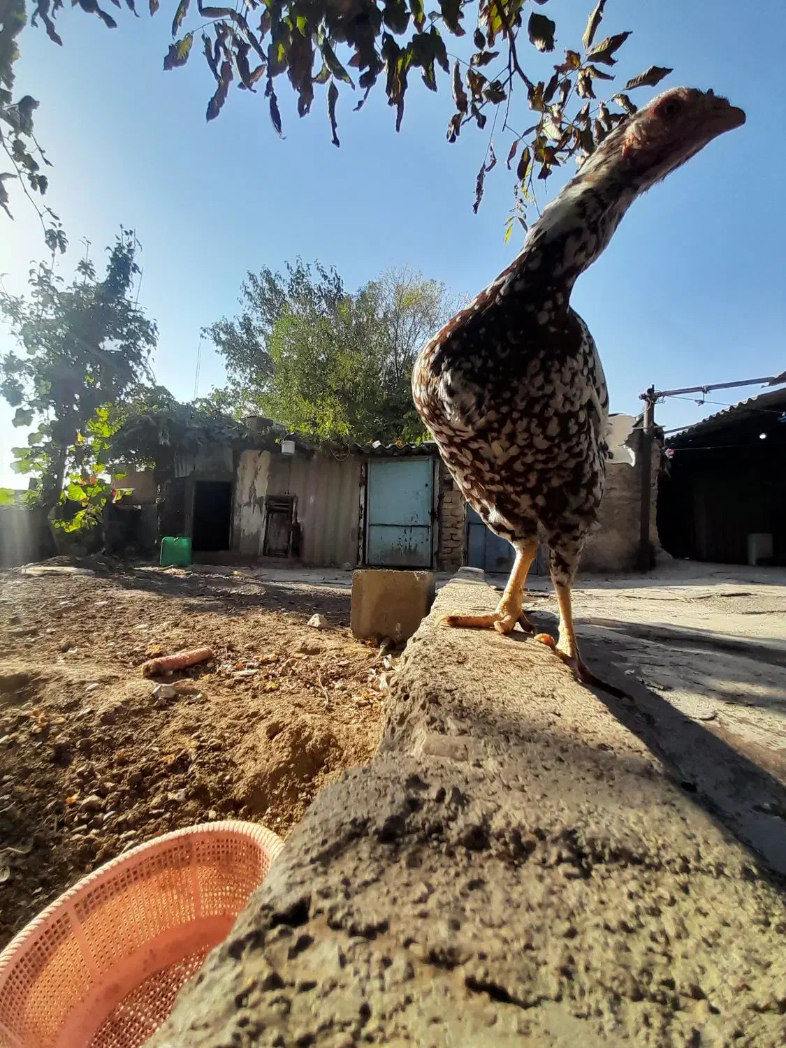 کفتر|پرنده|هشتگرد, هیو|دیوار