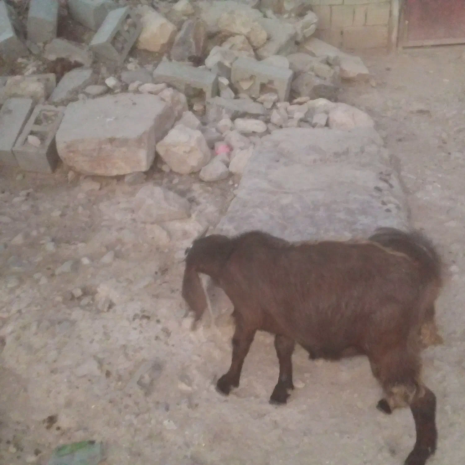 کاژیله جوان داشتی گوشتی کیلوهم به فروش میرسد|حیوانات مزرعه|زیویه, |دیوار