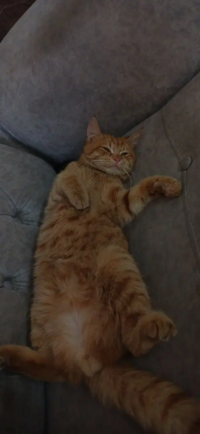 گربه نر|گربه|یزد, |دیوار