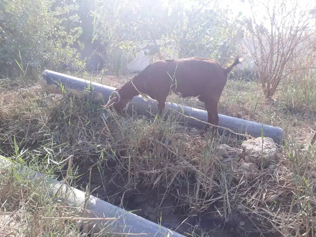 فروش بز|حیوانات مزرعه|آبادان, |دیوار