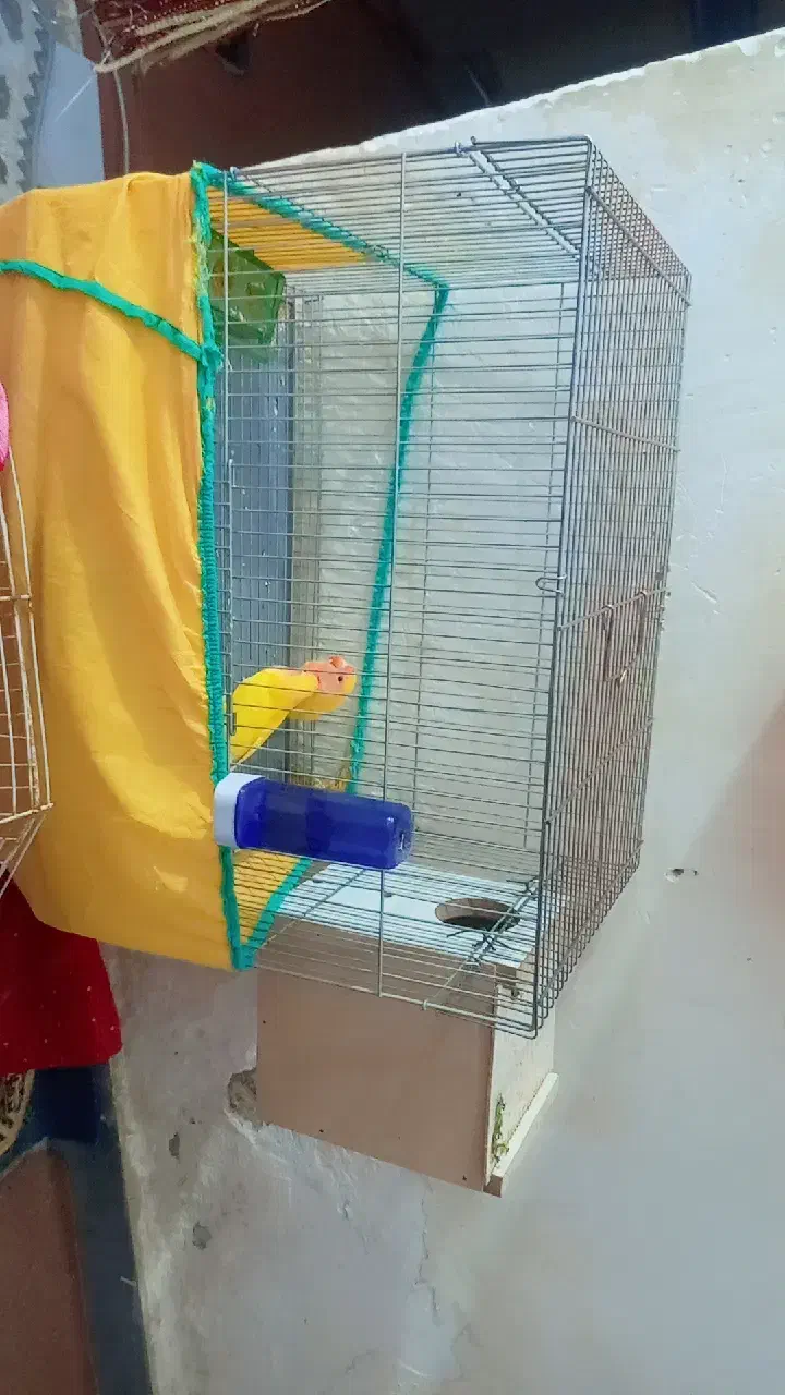 طوطی|پرنده|بندر امام خمینی, |دیوار