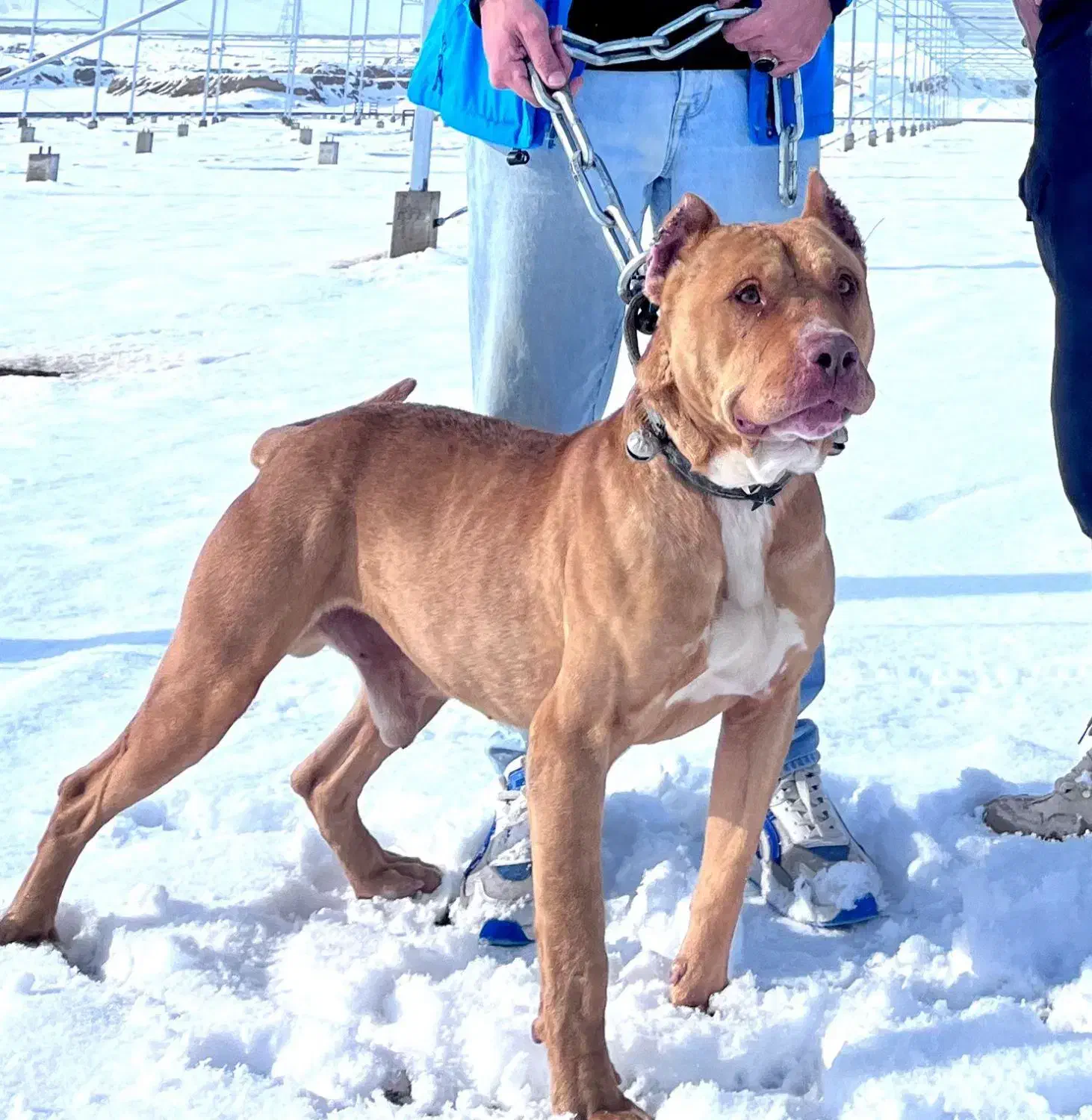 سگ پیت بول|سگ|شیروان (خراسان), |دیوار