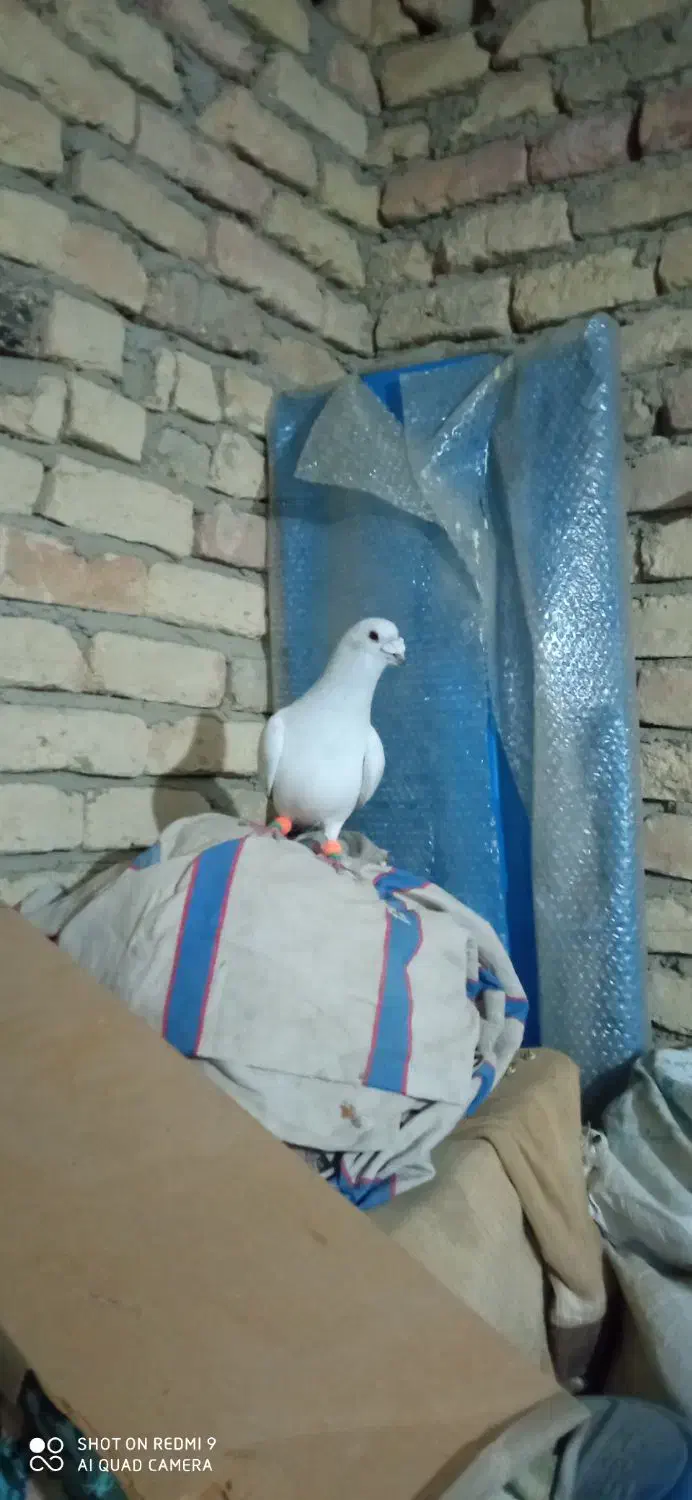 کبوتر|پرنده|شیروان (خراسان), |دیوار