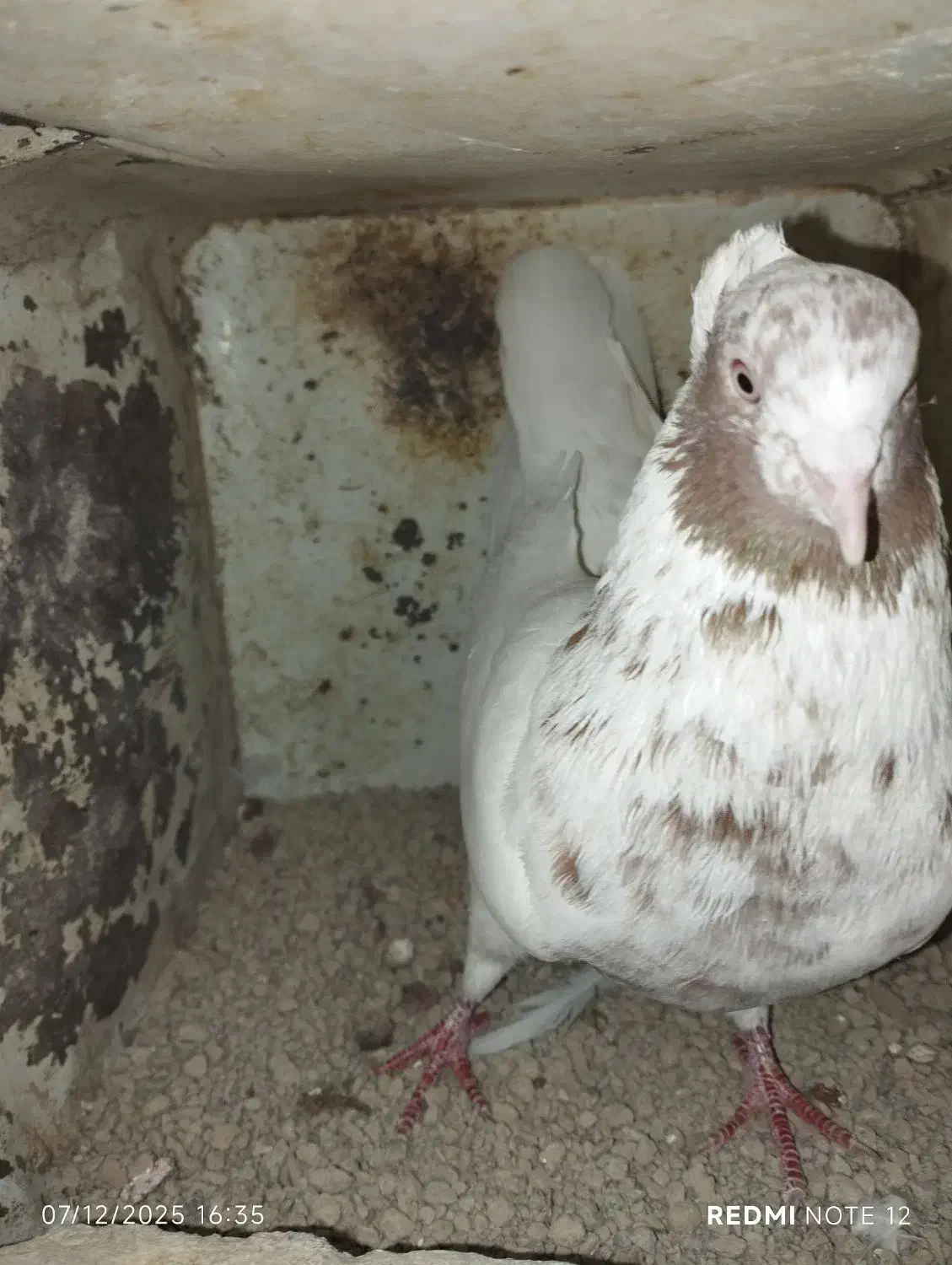 کفتر|پرنده|اردکان, |دیوار