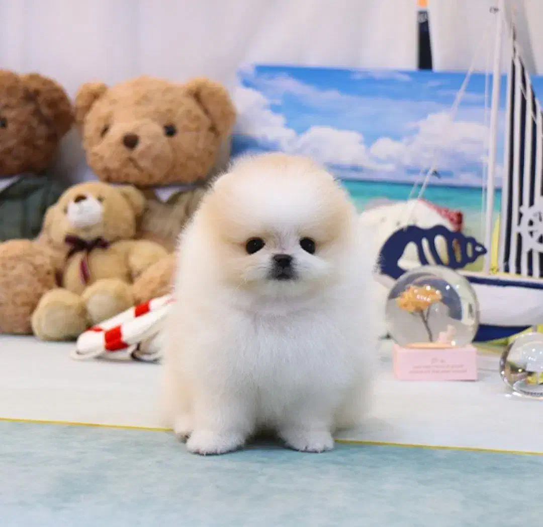 مینیاتوری خرسی|سگ|تهران, شهرک آزمایش|دیوار