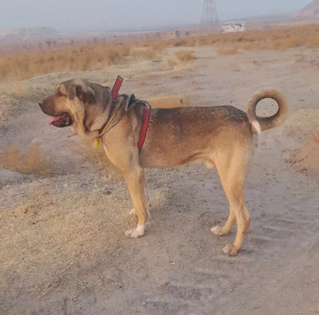 واگذاری دو پژدر نر و ماده|سگ|کرمانشاه, |دیوار