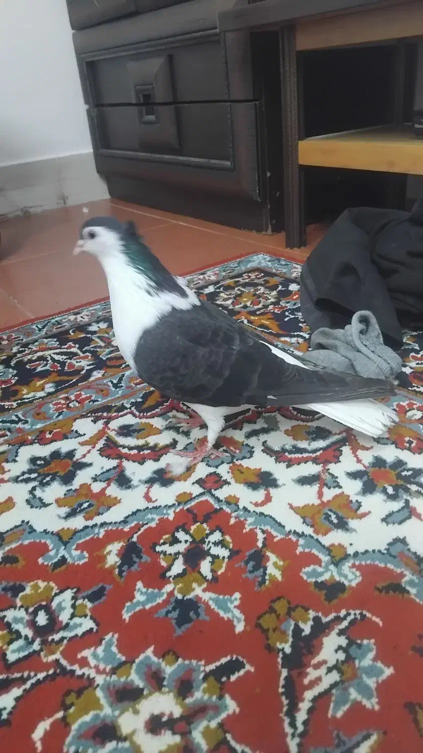 کبوتر ساده کاکلی|پرنده|بجنورد, |دیوار