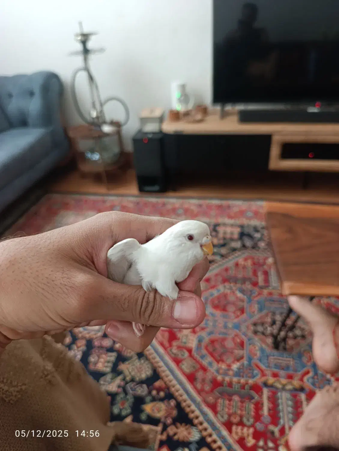 مرغ عشق سفید نر|پرنده|شیراز, شهرک مهدیه|دیوار