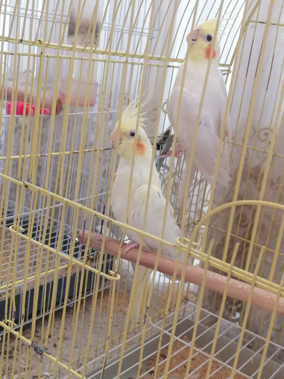 عروس هلندی جفت|پرنده|برخوار, |دیوار