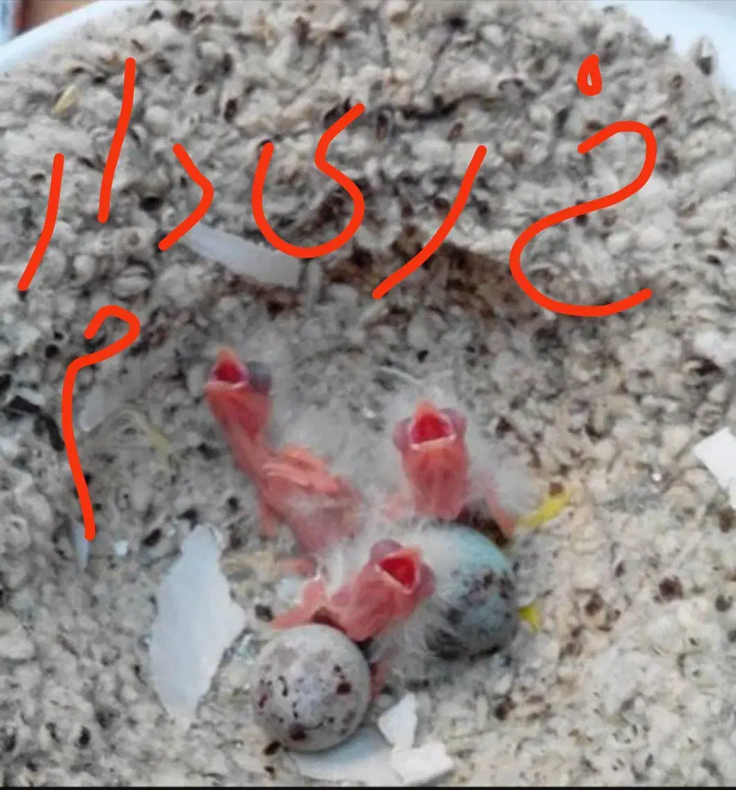 جوجه گوشتی|پرنده|شهرضا, |دیوار