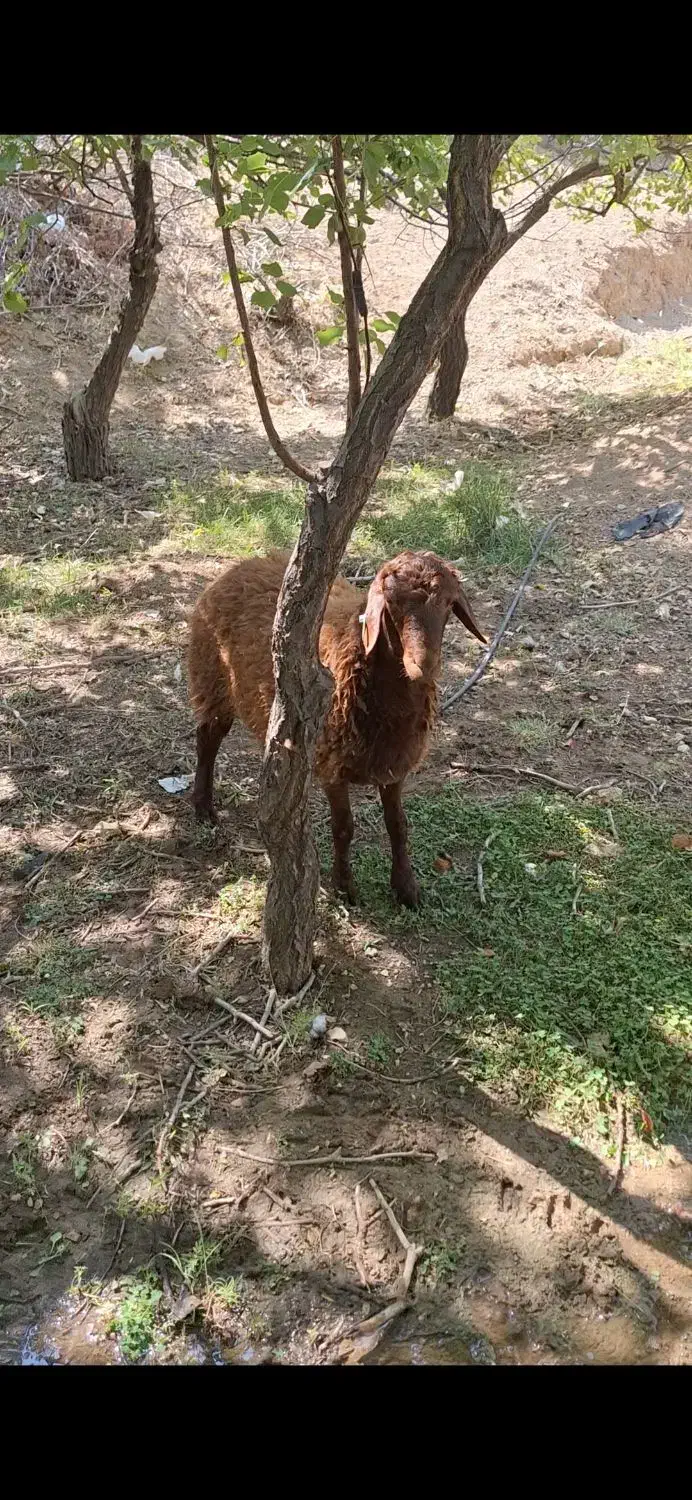 بره نرهمو  و بره  ماده هترو و همو|حیوانات مزرعه|اصفهان, کوی امام|دیوار