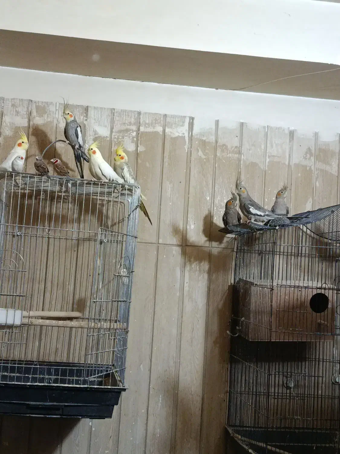 عروس هلندی|پرنده|محمدشهر, محمدشهر|دیوار