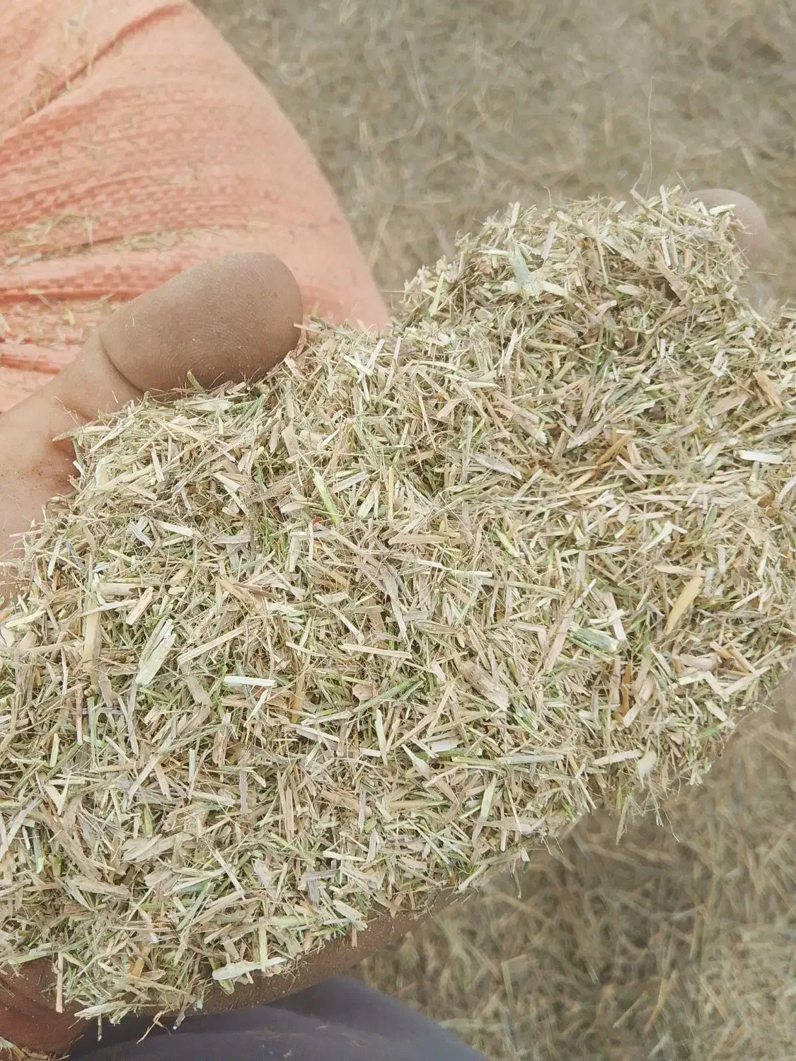 کاه کوبیده گندم.خارشتر. .کمل شالی.سبوس|لوازم جانبی حیوانات|گنبد کاووس, |دیوار