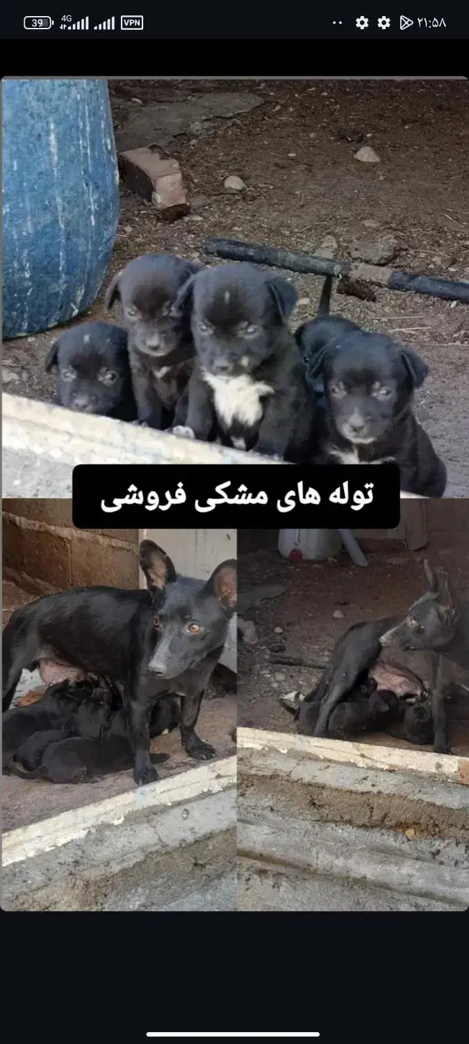 سگ خانگی روباهی|سگ|ملکان, |دیوار