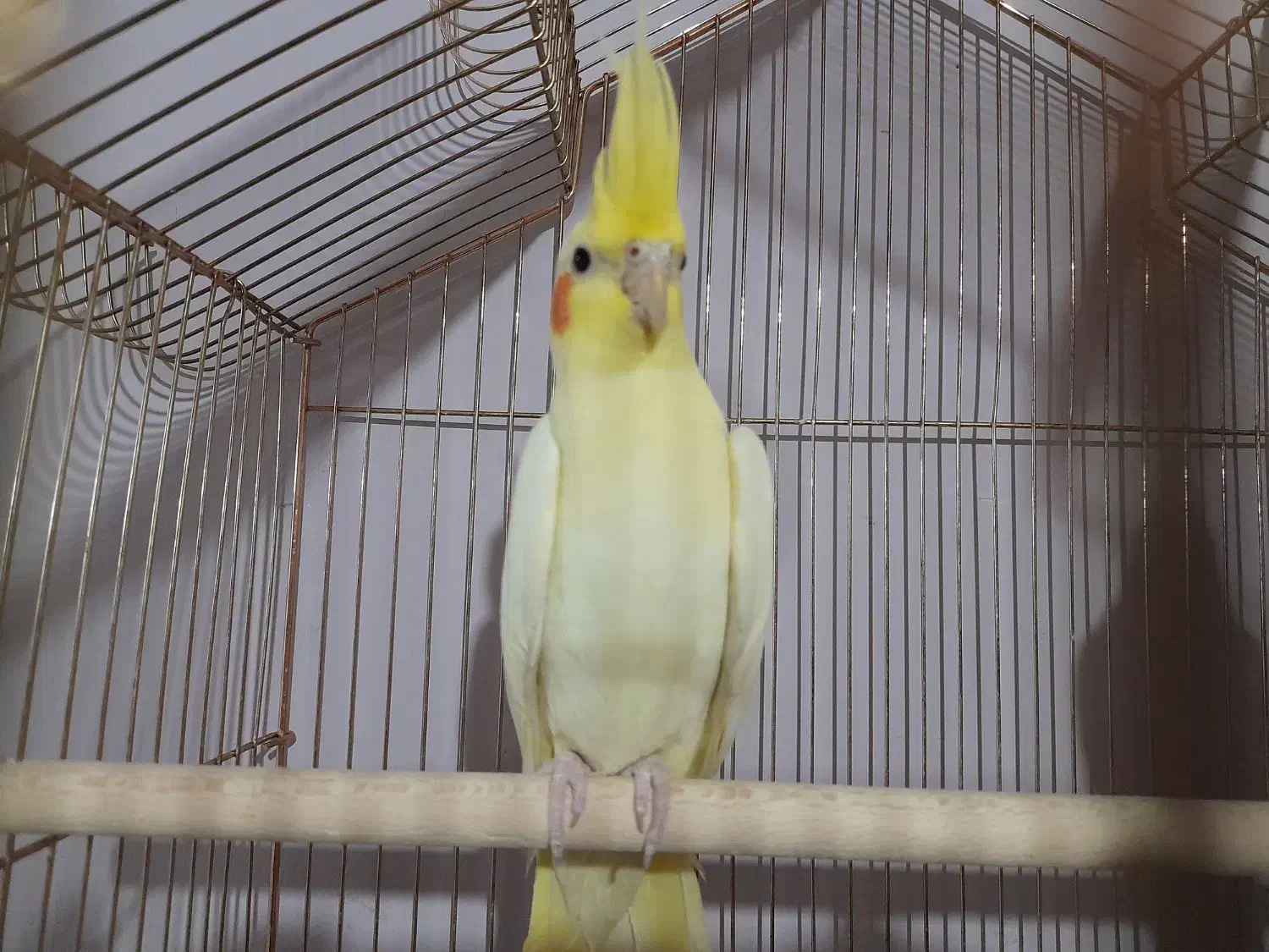 مرغ عشق طوطی برزیلی عروس هلندی کبوتر ویپ قناری فنچ|پرنده|محمدشهر, کوی بهار|دیوار