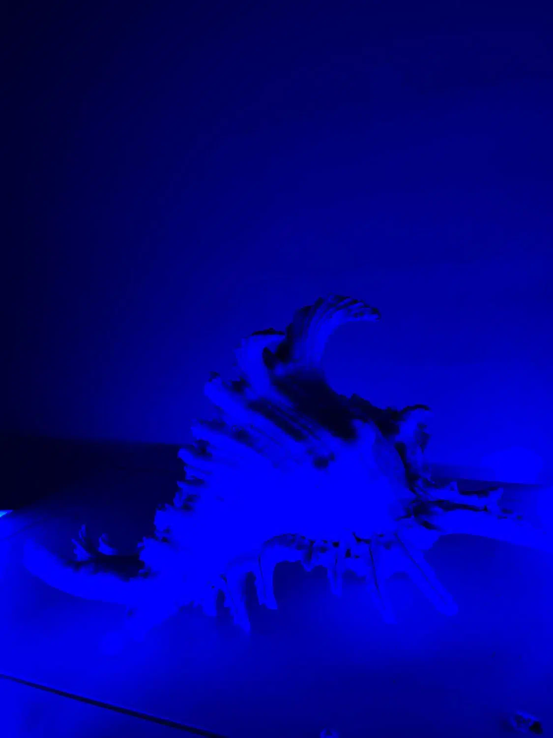 صدف مورکس خاص و کلکسیونی|کلکسیون اشیاء عتیقه|ری, ظهیرآباد|دیوار