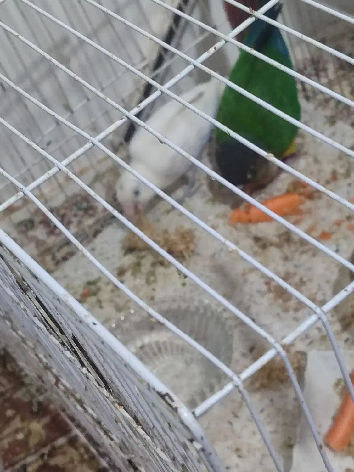 ی عدد کوتوله سفید الینو فک کنم جوجس فرار ی بوده|پرنده|مشهد, چهارچشمه|دیوار