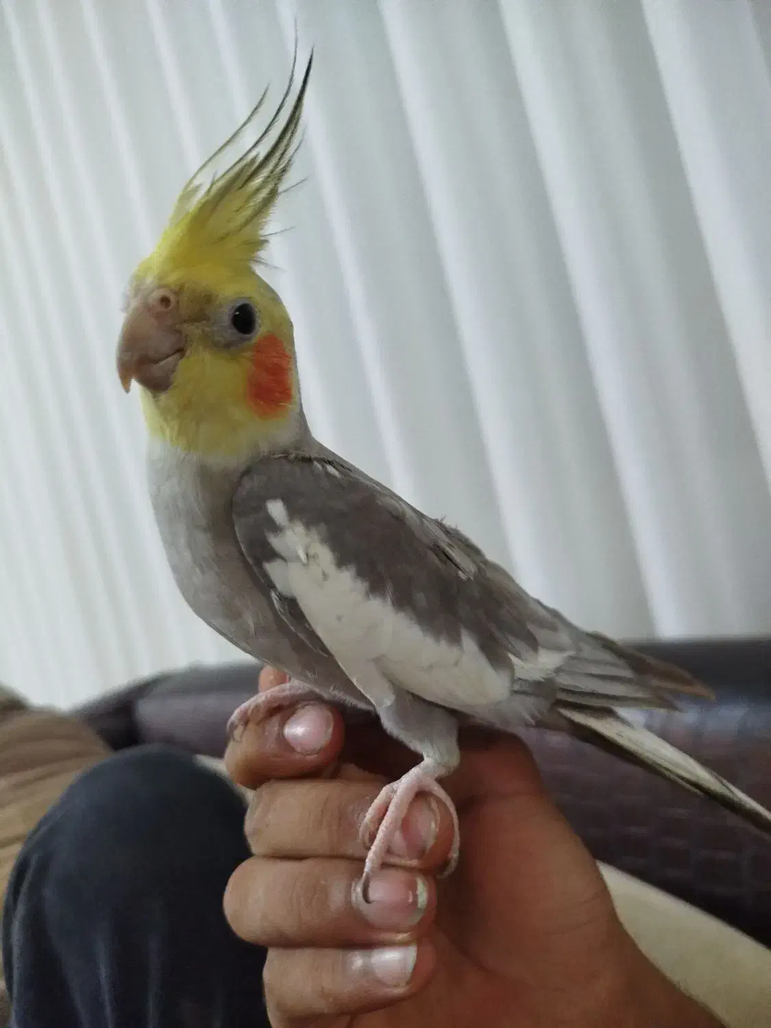 عروس هلندی|پرنده|کلاله, |دیوار