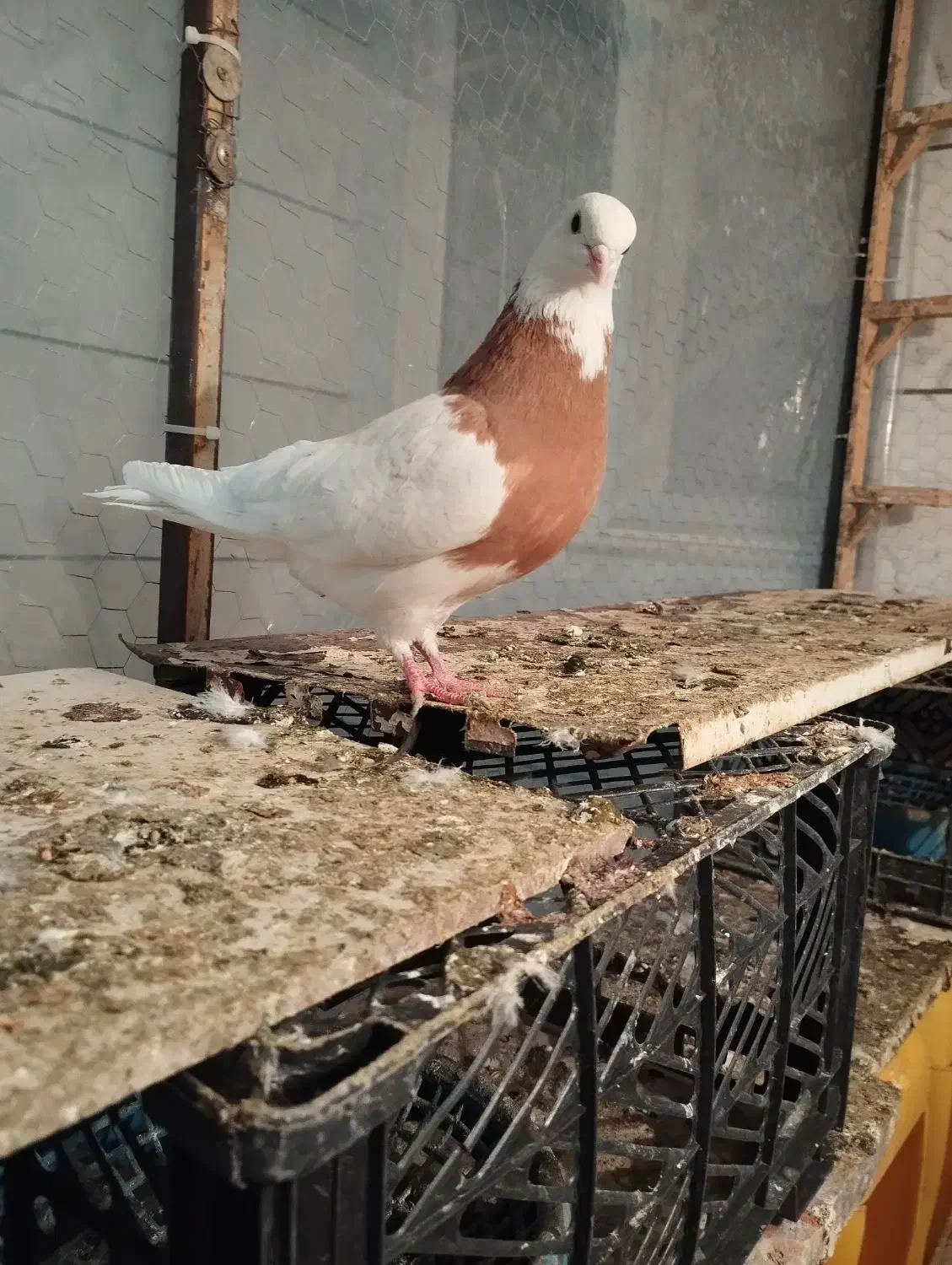 طوقی زرد ماده|پرنده|تربت جام, پاسداران|دیوار