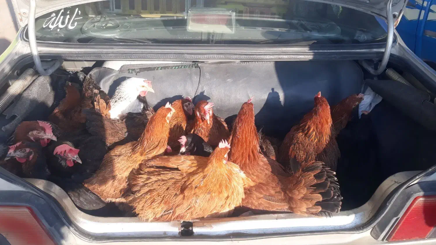 مرغ  روستای  خوب و درجه یک تخم گزار|حیوانات مزرعه|زیویه, |دیوار