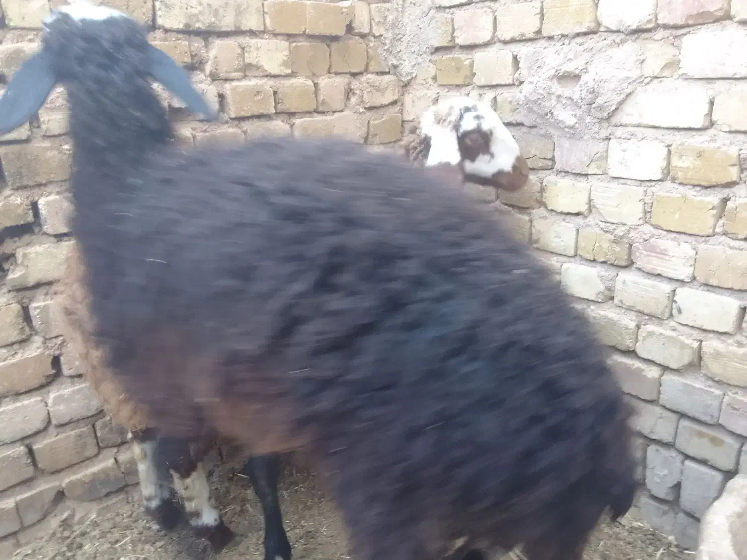 بره نر|حیوانات مزرعه|رامند, |دیوار