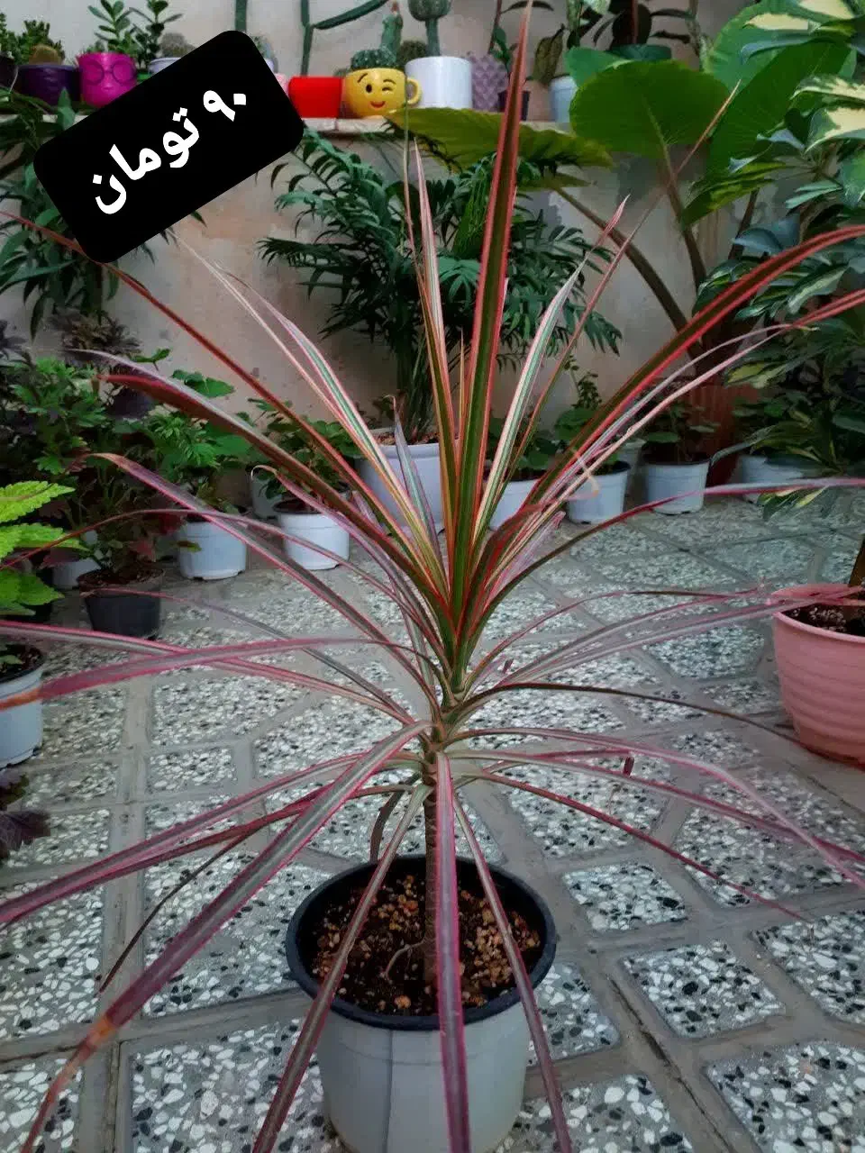 فروش گل از ۴۰ تومان تا ۱۵۰ تومان|گل و گیاه طبیعی|شاهرود, |دیوار