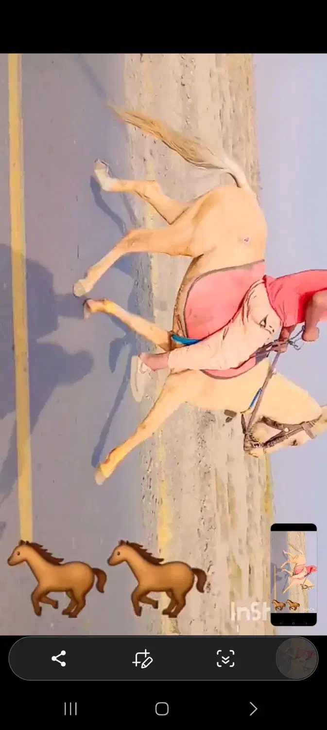 نریون|اسب و تجهیزات اسبسواری|نیشابور, شهرکهنه|دیوار