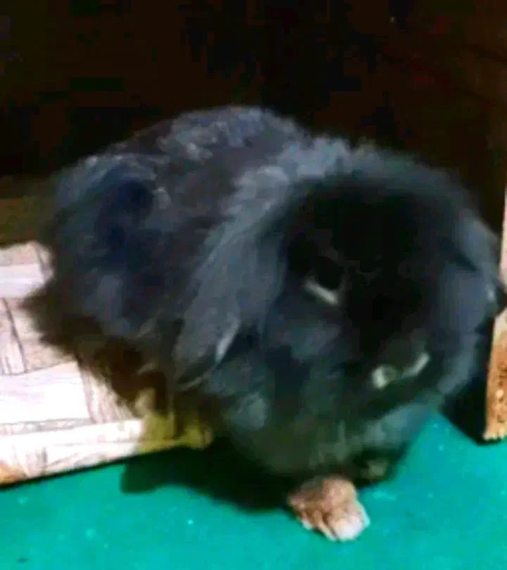 300|موش و خرگوش|قم, وادی السلام|دیوار