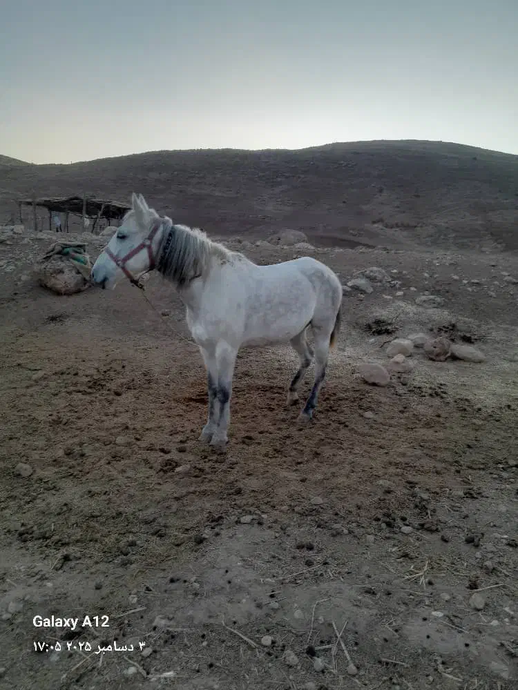 اسب مادیان|اسب و تجهیزات اسب‌سواری|کوهنانی, |دیوار
