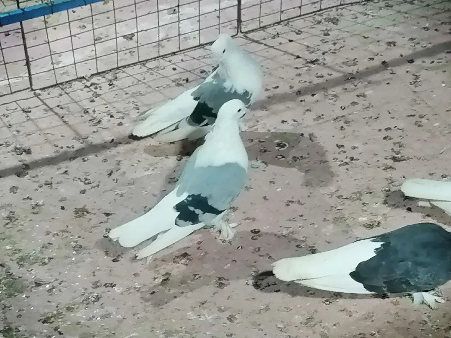 کبوتر سوز شور|پرنده|بوشهر, |دیوار