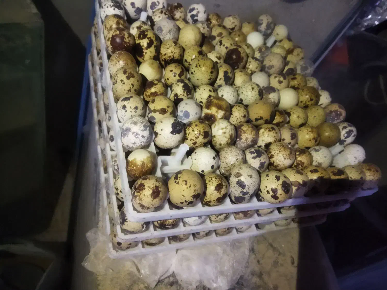 تخم بلدرچین نطفه دار باز دهی بالا|حیوانات مزرعه|خمینیشهر, |دیوار