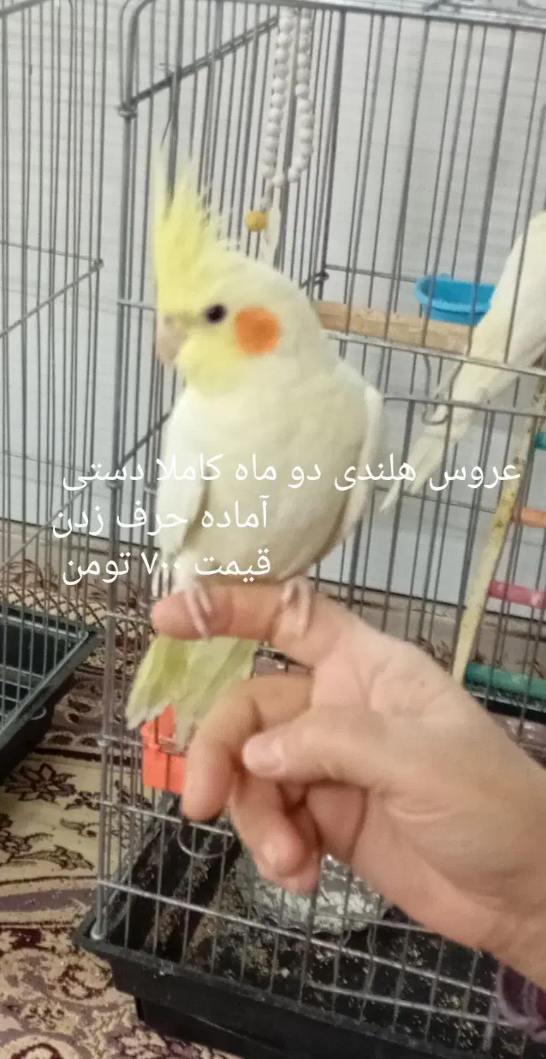 عروس هلندی دستی|پرنده|شهریار, دهشاد پائین|دیوار