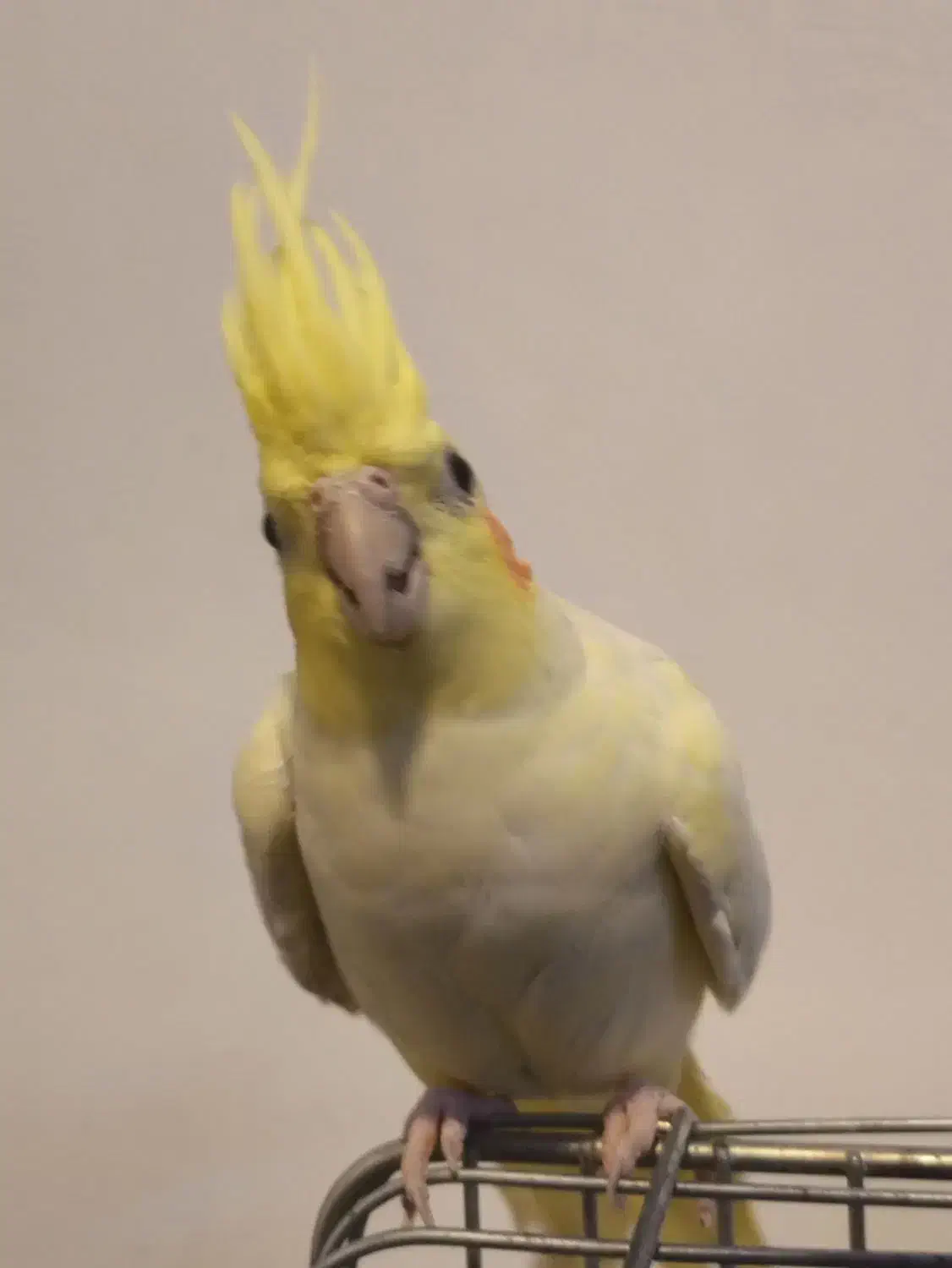 دوتا عروس هلندی ماده|پرنده|محلات, |دیوار